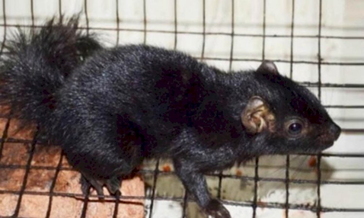 Kerala team upbeat after documenting 1st black palm squirrel in subcontinent