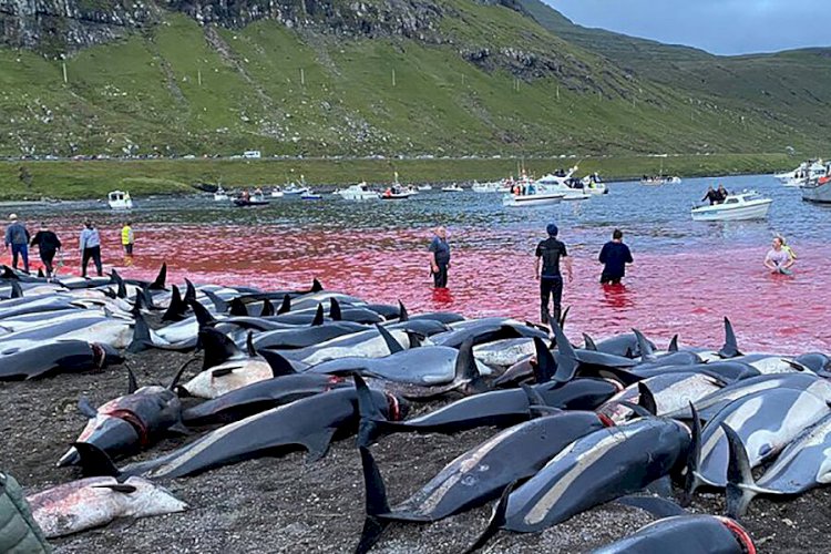 Slaughter of 1500 dolphins in Denmark sparks outrage