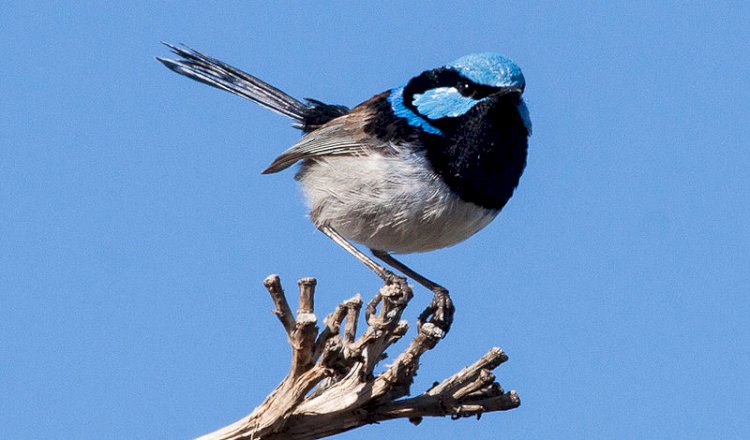 Australia names fairywren Bird of the Year