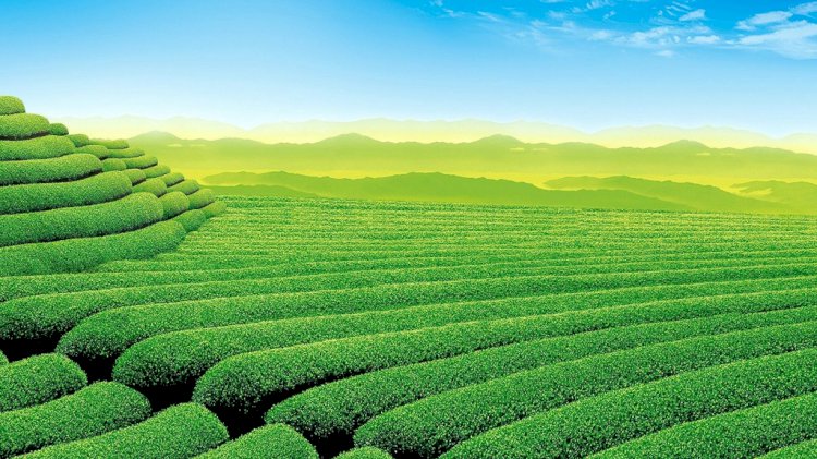 KSRTC launhes tour packages to Munnar