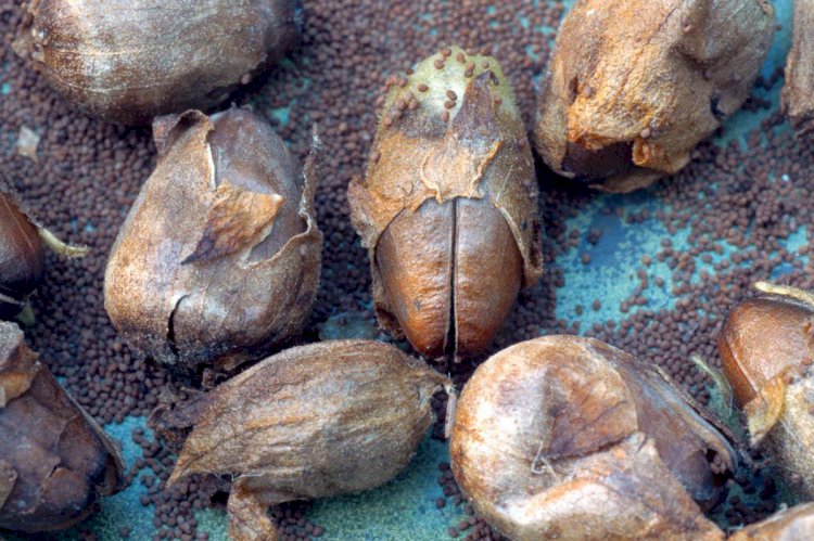 Humans used tobacco 12,300 years ago, seeds suggest