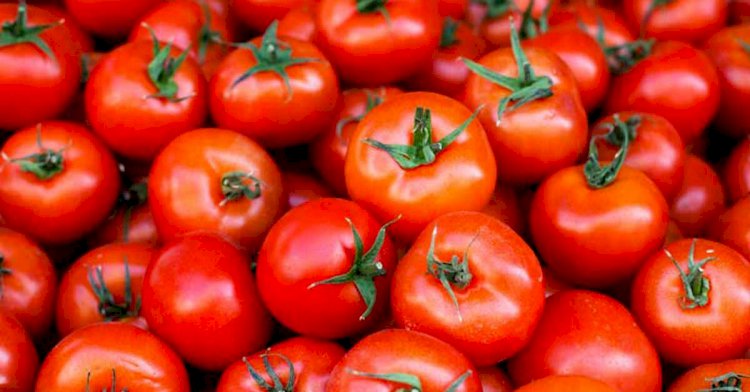 Tomato prices likely to remain high for next 45-50 days