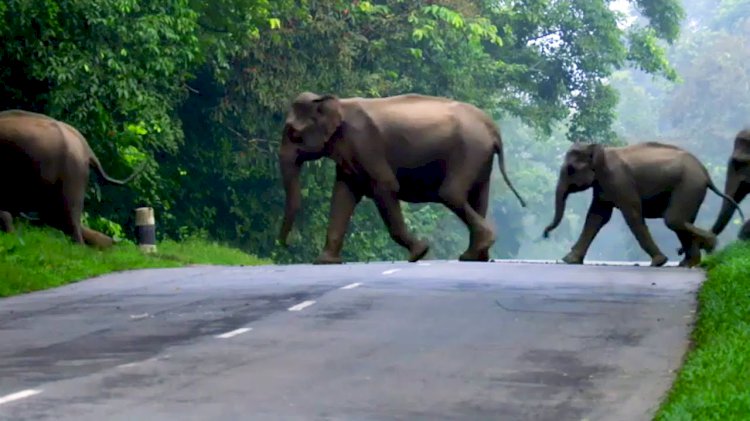 Road in Nilgiris to be redesigned for free movement of wild elephants