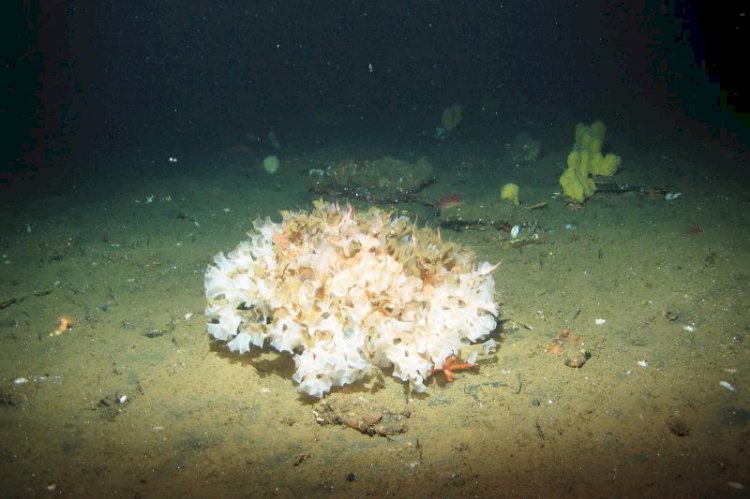 Researchers find massive rare sponge mounds hiding in the deep sea