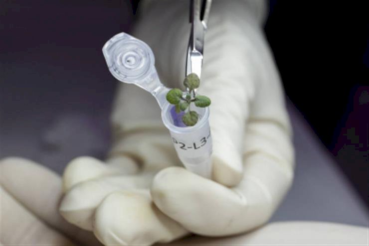 Scientists make history by growing plants in lunar soil