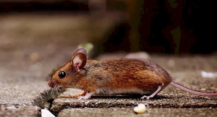 New coronavirus commonly found in rodents identified