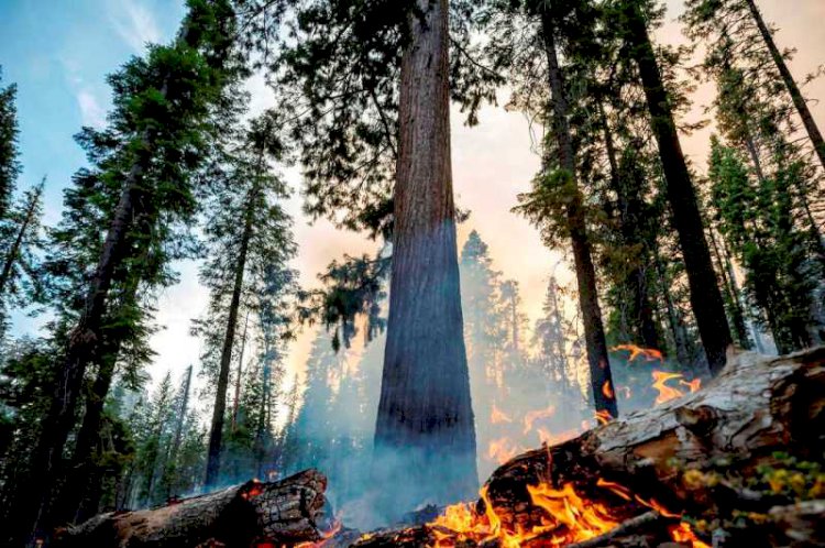 Wildfire threatens world's largest trees in California