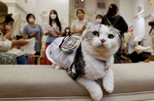 Japan’s cats and dogs get wearable fans to beat scorching heat